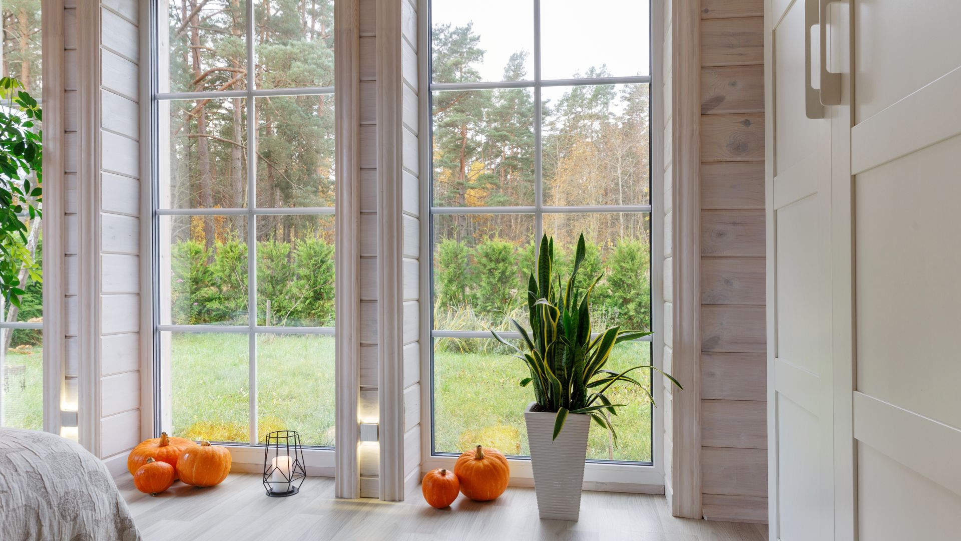 Autumn pumpkins and plant by window with forest view in wooden interior