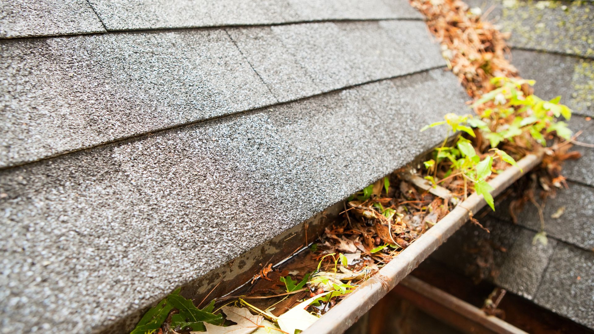 Clogged rain gutter filled with leaves and debris on roof shingles