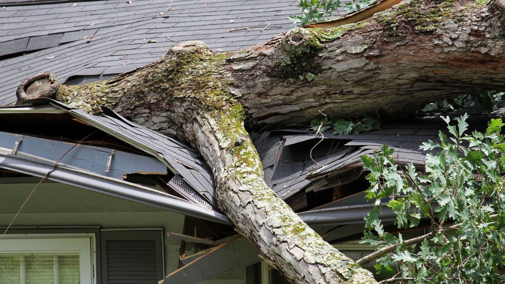 Large fallen tree damages roof of green house during storm